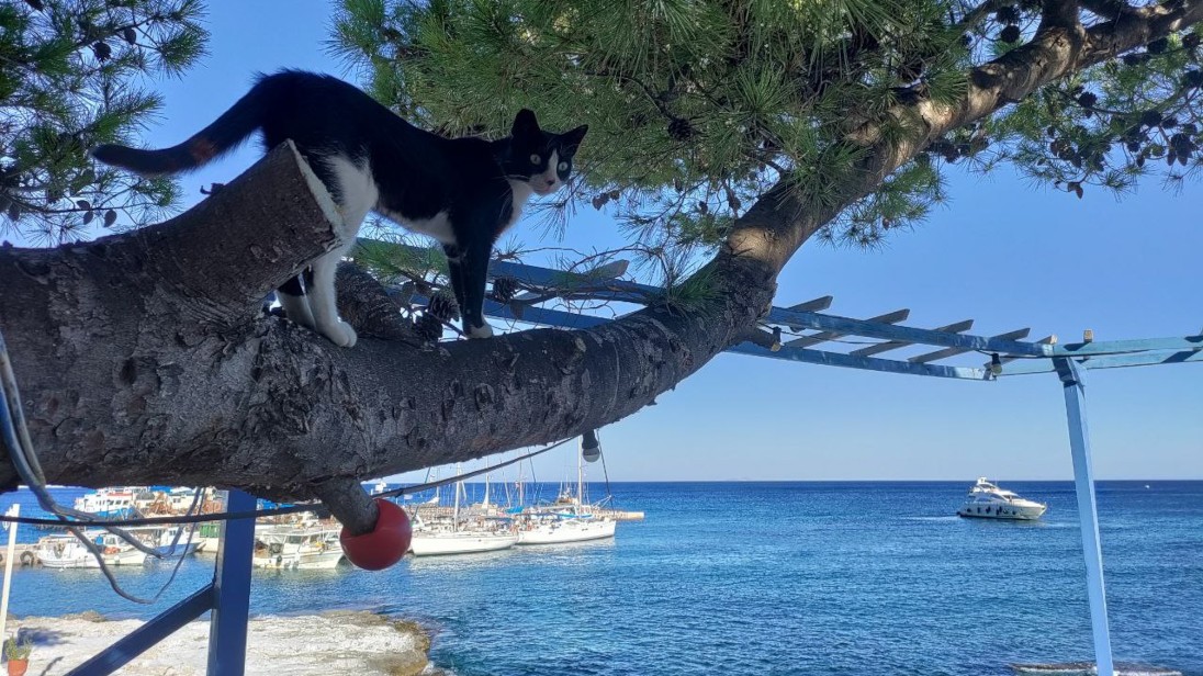 Puerto deportivo de Agia Marina y gato