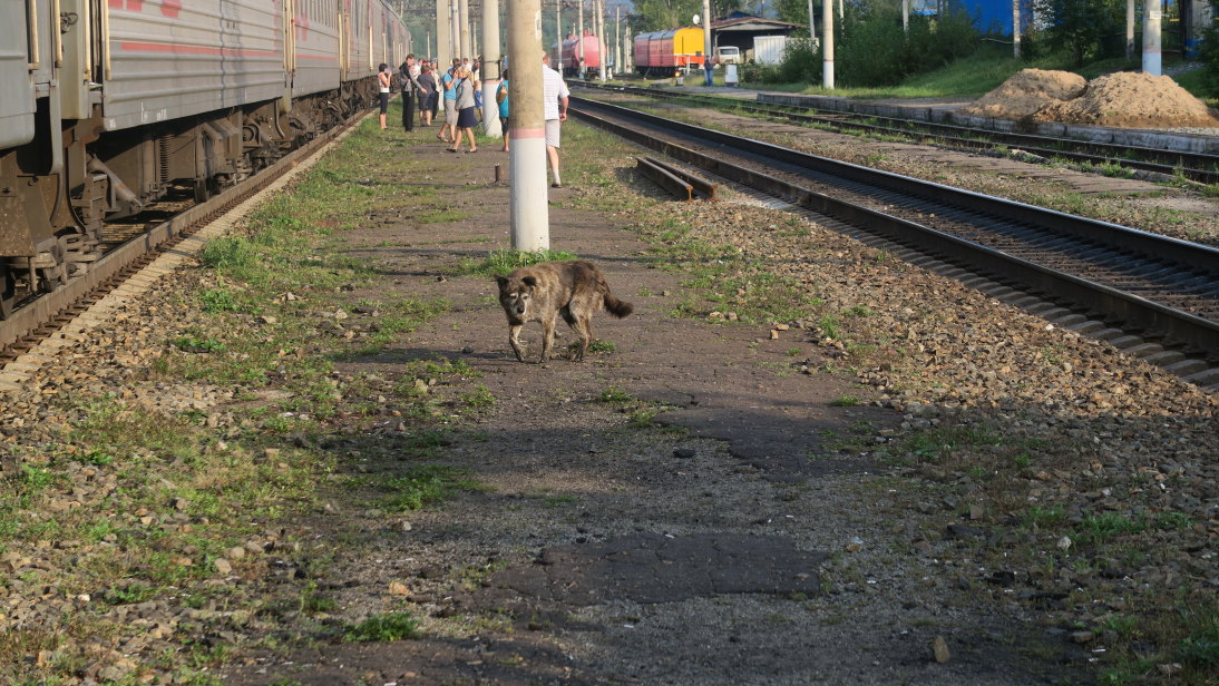 Perro en la estación de Ерофе́й Па́влович (Yerofey Pavlovich).
